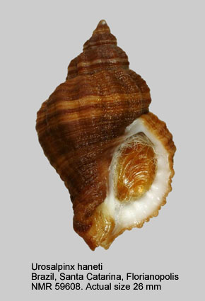 Urosalpinx haneti.jpg - Urosalpinx haneti(Petit,1856)